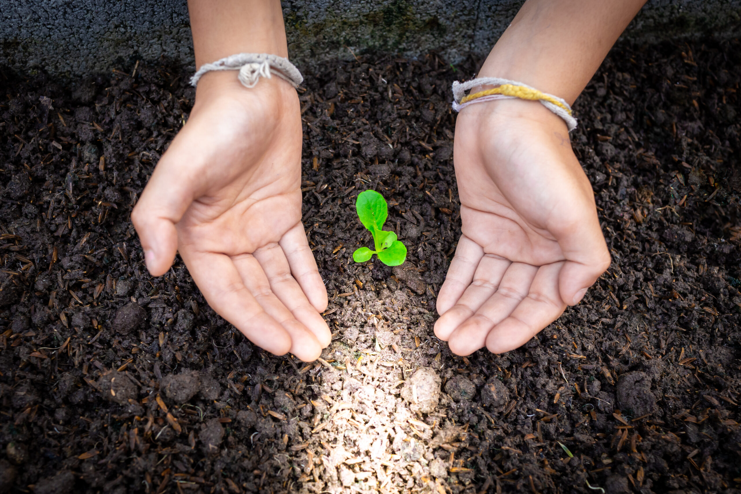 The Seeds of Success